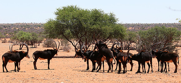 Sables (hippotraques noirs) at Tswalu Kalahari game reserve