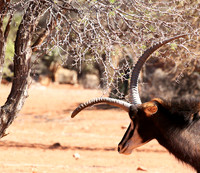 Sables (hippotraques noirs) at Tswalu Kalahari game reserve