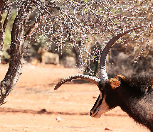 Sables (hippotraques noirs) at Tswalu Kalahari game reserve