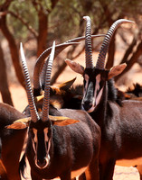 Sables (hippotraques noirs) at Tswalu Kalahari game reserve