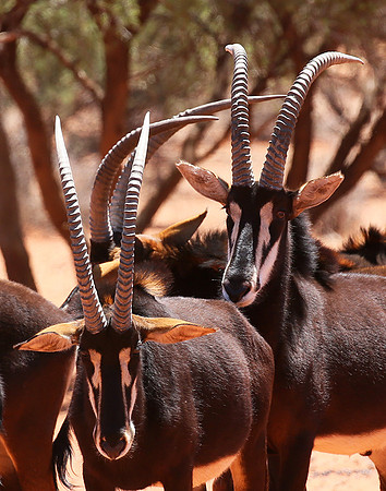 Sables (hippotraques noirs) at Tswalu Kalahari game reserve