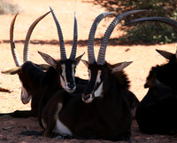 Sables (hippotraques noirs) at Tswalu Kalahari game reserve