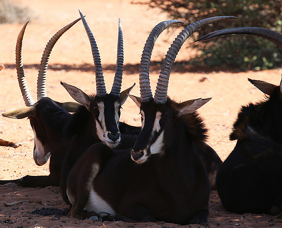 Sables (hippotraques noirs) at Tswalu Kalahari game reserve