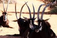 Sables (hippotraques noirs) at Tswalu Kalahari game reserve