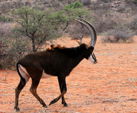 Sables (hippotraques noirs) at Tswalu Kalahari game reserve