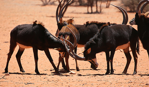 Sables (hippotraques noirs) at Tswalu Kalahari game reserve