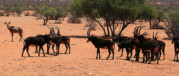 Sables (hippotraques noirs) at Tswalu Kalahari game reserve