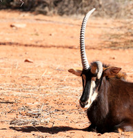 Sables (hippotraques noirs) at Tswalu Kalahari game reserve