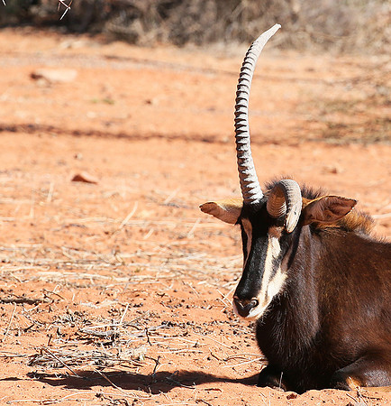 Sables (hippotraques noirs) at Tswalu Kalahari game reserve