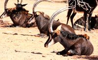 Sables (hippotraques noirs) at Tswalu Kalahari game reserve