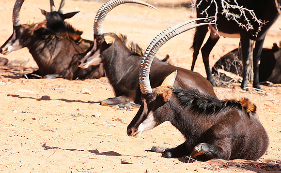 Sables (hippotraques noirs) at Tswalu Kalahari game reserve