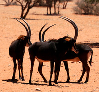 Sables (hippotraques noirs) at Tswalu Kalahari game reserve