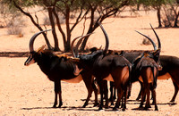 Sables (hippotraques noirs) at Tswalu Kalahari game reserve