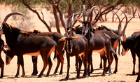 Sables (hippotraques noirs) at Tswalu Kalahari game reserve