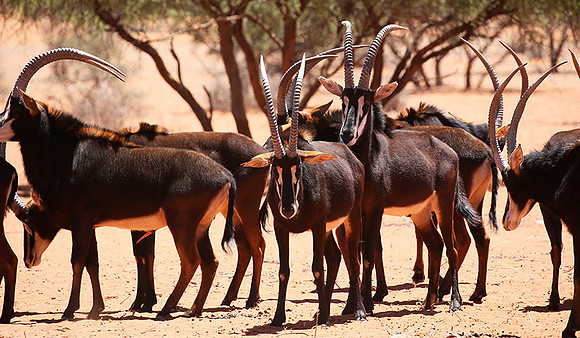 Sables (hippotraques noirs) at Tswalu Kalahari game reserve