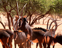 Sables (hippotraques noirs) at Tswalu Kalahari game reserve