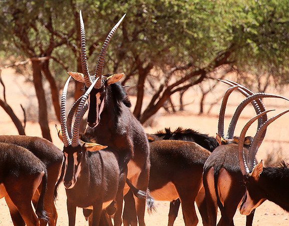 Sables (hippotraques noirs) at Tswalu Kalahari game reserve