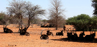 Sables (hippotraques noirs) at Tswalu Kalahari game reserve