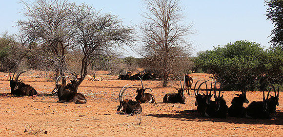 Sables (hippotraques noirs) at Tswalu Kalahari game reserve