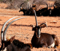 Sables (hippotraques noirs) at Tswalu Kalahari game reserve
