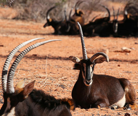 Sables (hippotraques noirs) at Tswalu Kalahari game reserve