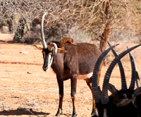 Sables (hippotraques noirs) at Tswalu Kalahari game reserve