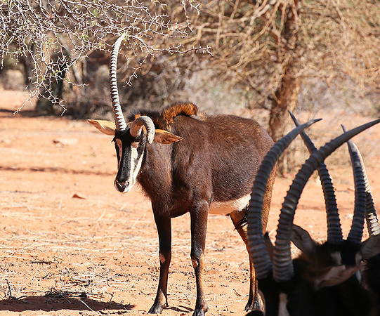 Sables (hippotraques noirs) at Tswalu Kalahari game reserve