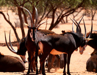 Sables (hippotraques noirs) at Tswalu Kalahari game reserve