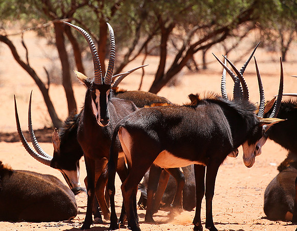 Sables (hippotraques noirs) at Tswalu Kalahari game reserve