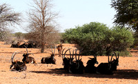 Sables (hippotraques noirs) at Tswalu Kalahari game reserve