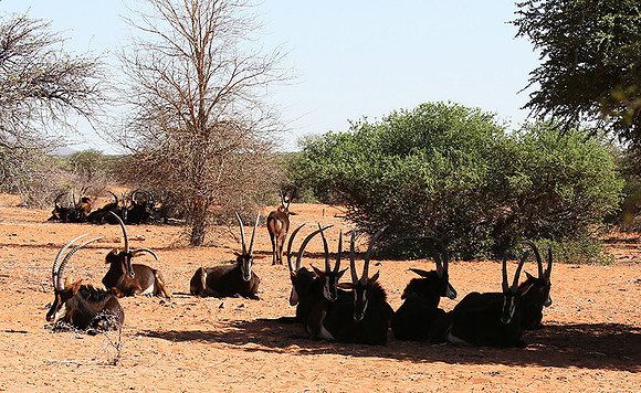 Sables (hippotraques noirs) at Tswalu Kalahari game reserve