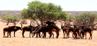 Sables (hippotraques noirs) at Tswalu Kalahari game reserve