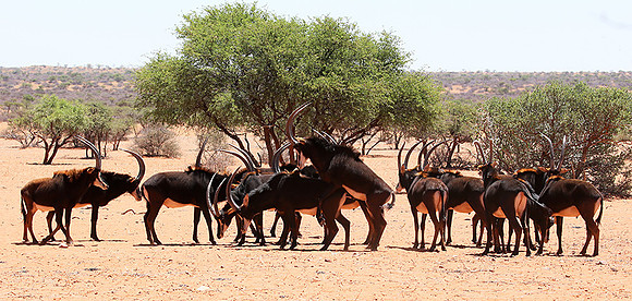 Sables (hippotraques noirs) at Tswalu Kalahari game reserve