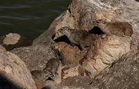 Hwange NP