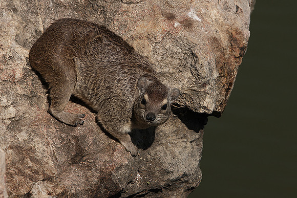 Hwange NP