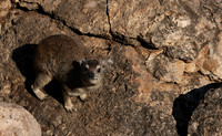 Hwange NP