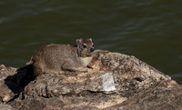 Hwange NP