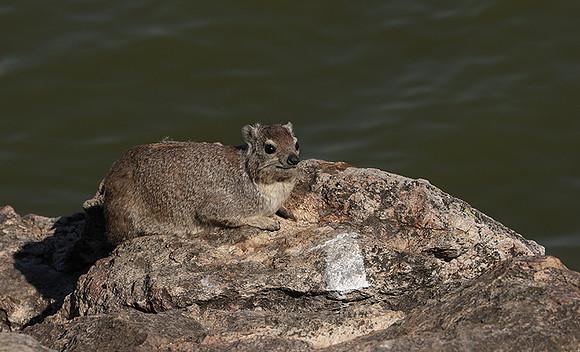Hwange NP