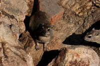 Hwange NP