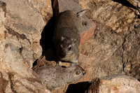 Hwange NP