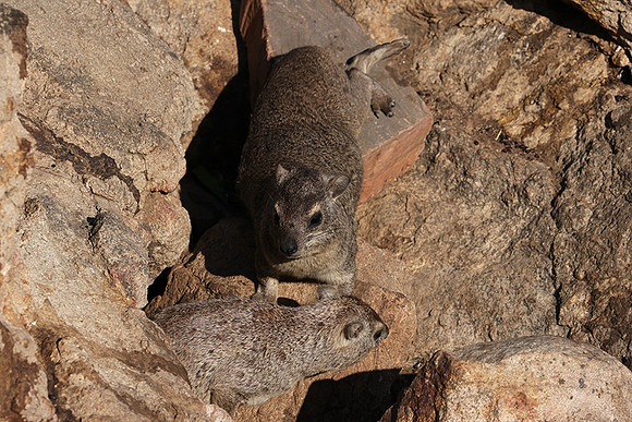 Hwange NP
