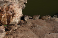 Hwange NP
