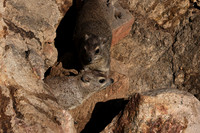 Hwange NP