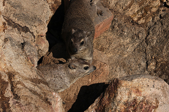 Hwange NP