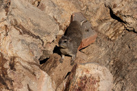 Hwange NP