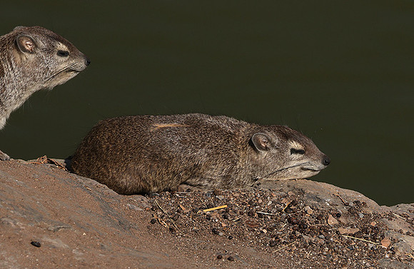 Hwange NP