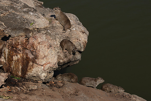 Hwange NP