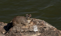 Hwange NP