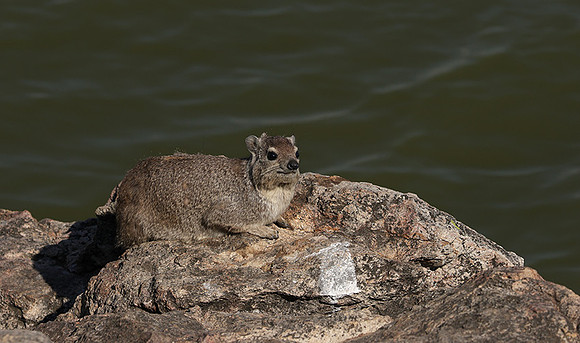 Hwange NP