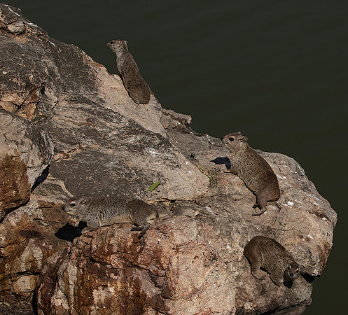 Hwange NP